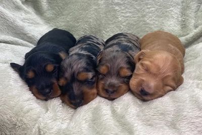 Meeka x Cookie - Jul Litter 2026