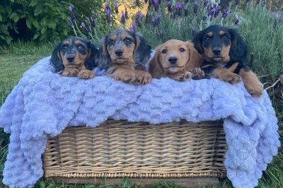 Meeka x Cookie - Jul Litter 2026