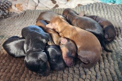 Mickey x Goldie Terry - May Litter 2026