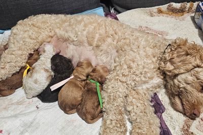 Herbie x Honey - Sep Litter 2026