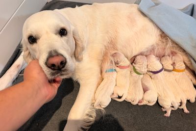 Goldenna Golden Retrievers - Martha x Louie