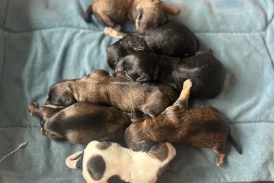 Chooky x Twyla  - Sep Litter 2026