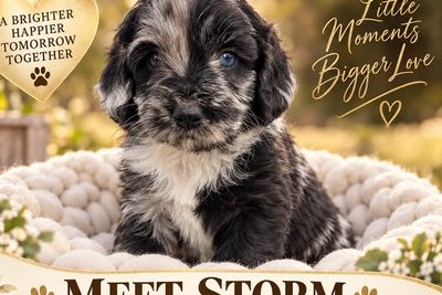 Rocky x Coco - Aug Litter 2026