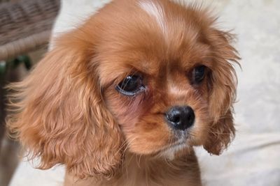 Ruben  x Maddie  - Jun Litter 2026