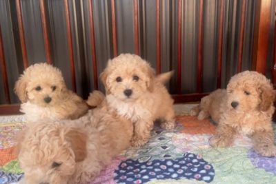 September Litter 2026
