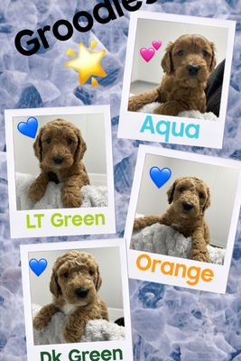 Scout x Angel - June Litter 2026