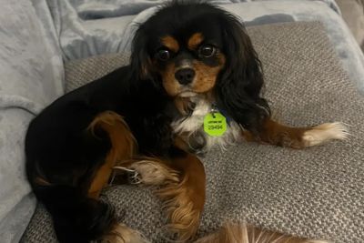 22 Jan 2026 (Ray Quirk's Angels Litter)