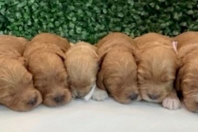 Leo x Winnie - Oct Litter 2026