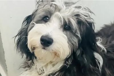 Little Feather's mini Sheepadoodle litter tentatively planned for Feb 2026
