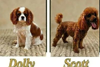 Scott x DOLLY - 