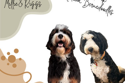 Riggs x Millie - December Litter 2026