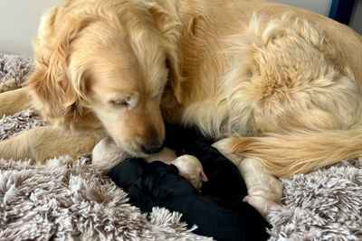 Milo x Maya - October Litter 2026