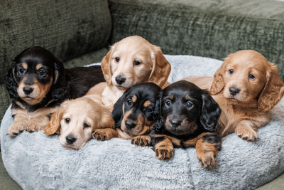 Kenobi x Maggie - Jun Litter 2026