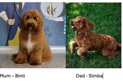 Off the Edge Simba x Cider Fields BINTI - September Litter 2026