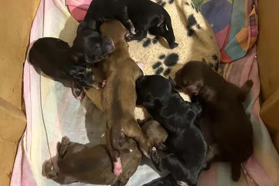 Chooky x Earp - Sep Litter 2026