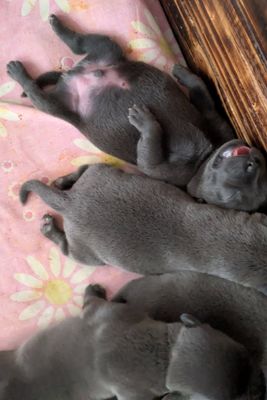 Chevy - Aug Litter 2026
