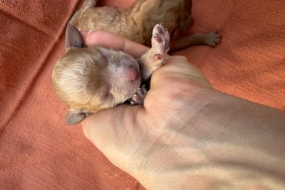 Coco’s beautiful Toy Poodle puppies have arrived! 🐩🤎 - Sep Litter 2026