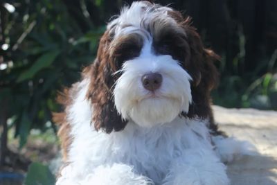 Elton  & Wanda (Miniatures)- July Litter 2026