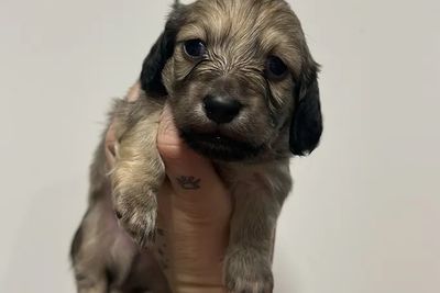 Hemi x Sora  - Aug Litter 2026
