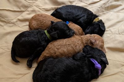 Kaptein  x Summer - July Litter 2026