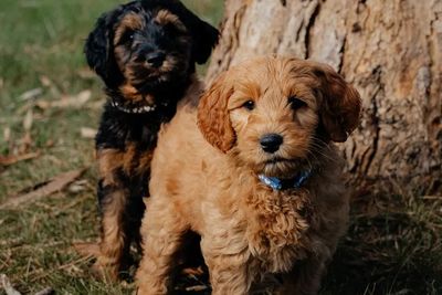 Zazu x Kookaburra Dec 26 - Medium Groodle litter 