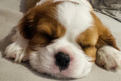 Basil x Cecilia - November Litter 2026