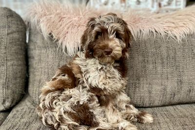 Tiger Mini November Litter 2027