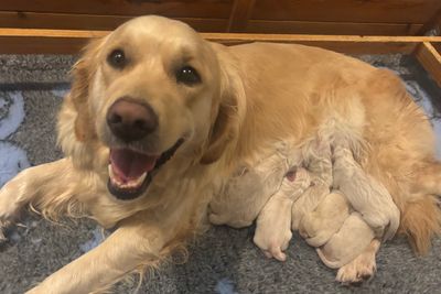 September Litter 2026
