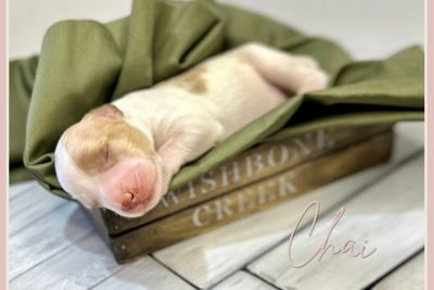 Crumpet x Wishbonecreek Mimi - Jun Litter 2026