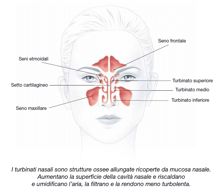 Anatomia del naso, funzionamento apparato respiratorio