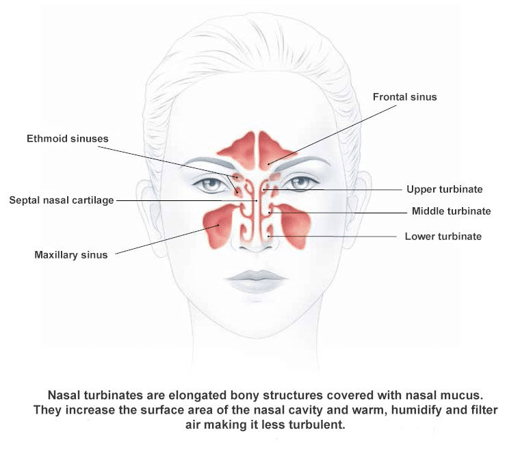 parts of the human nose and their functions