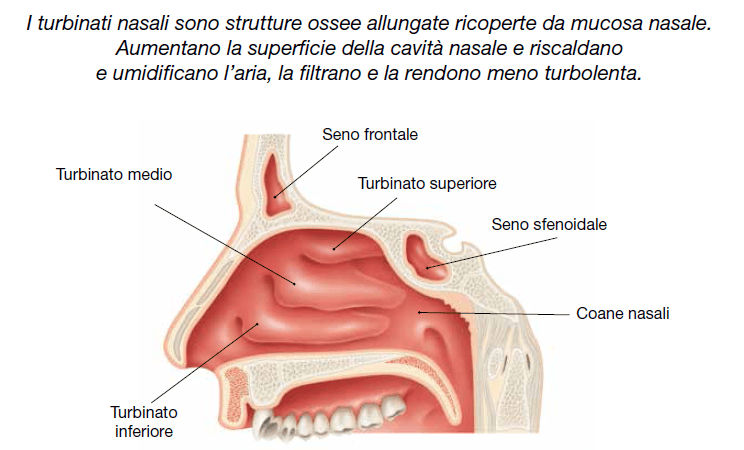 Anatomia della cavità nasale