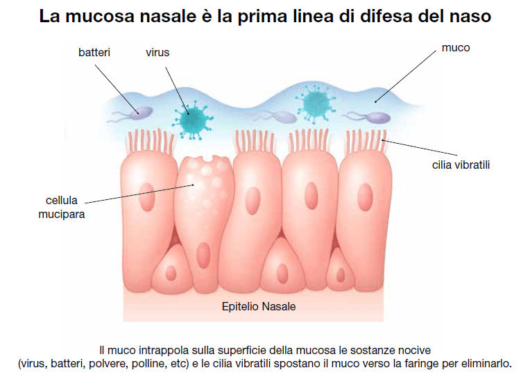 La mucosa nasale