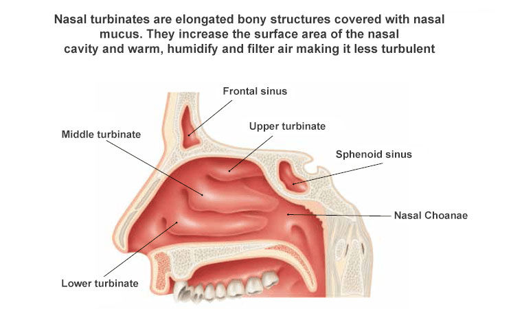 parts of the human nose and their functions