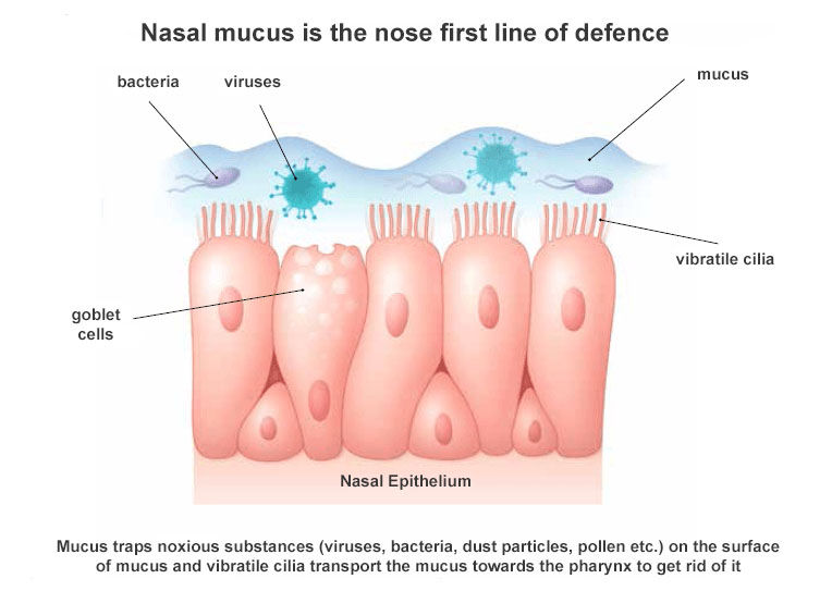 nose mucus