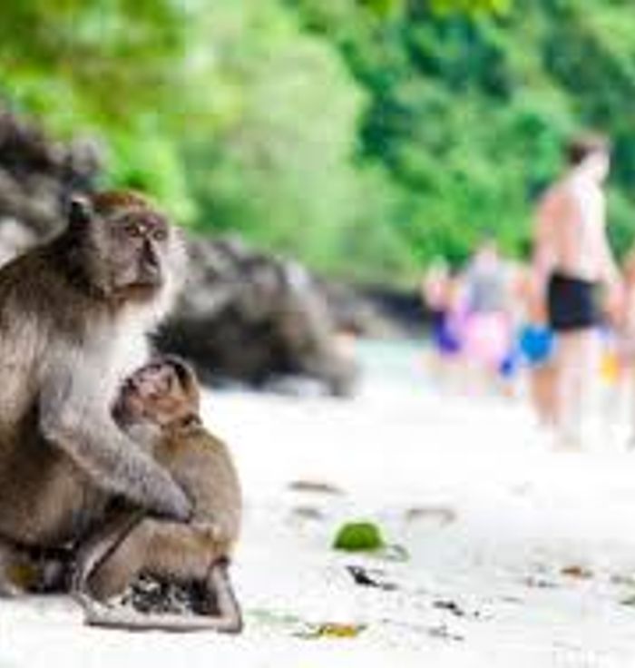 Ao Ling (Monkey Bay)
