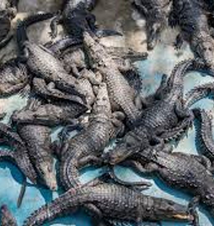 Crocodile Farm