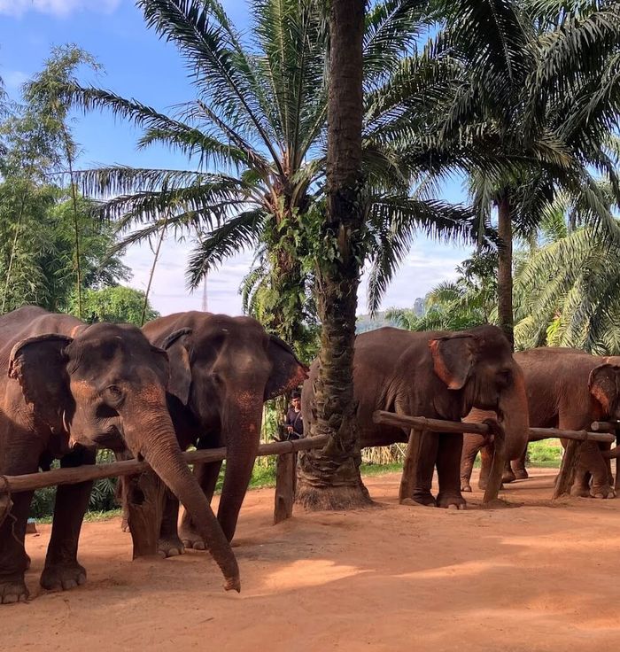 Krabi Elephant Sanctuary