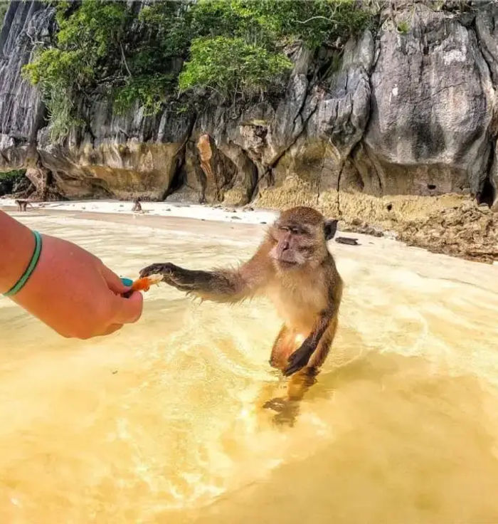 Monkey Beach