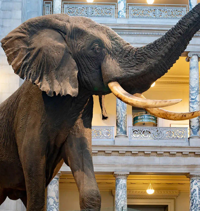 National Museum of Natural History