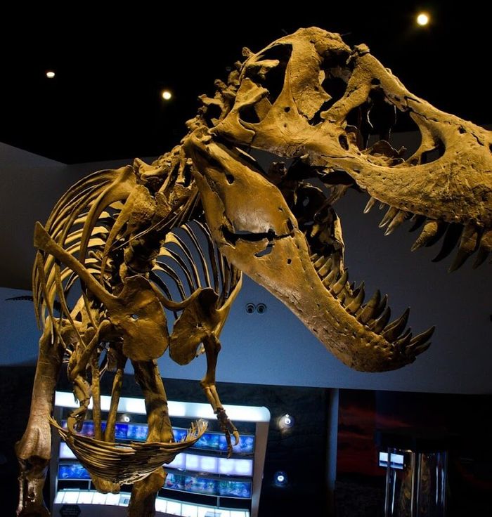 The Mind Museum