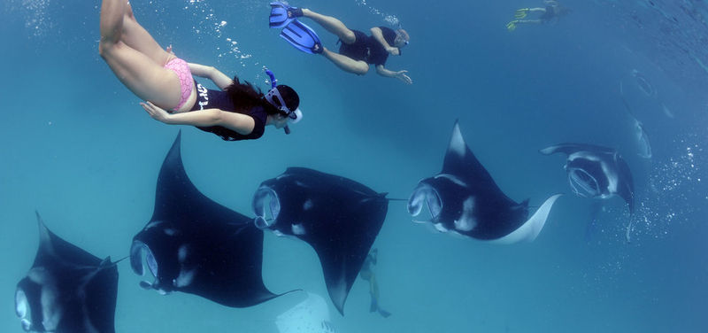 Nusa Penida Snorkeling Adventure                                             