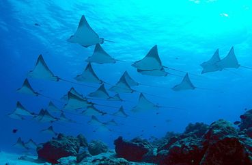 Manta Rays, Nusa Penida