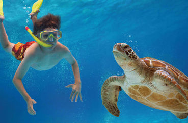 Turtle in Nusa Penida