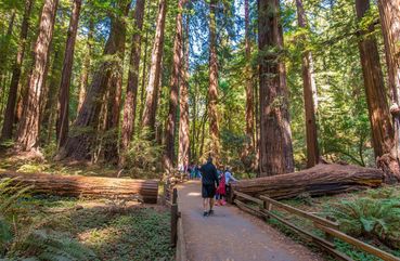 Redwoods, Muir Woods, San Francisco