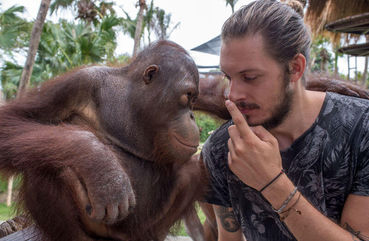 Bali Orangutans