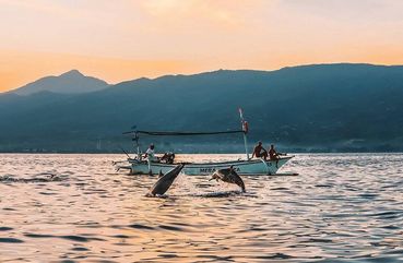 Lovina Dolphin Watching, Lovina, Bali