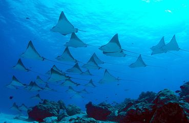 Manta Rays, Nusa Penida