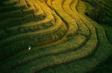 Jatiluwih Rice Terrace, Bali Indonesia