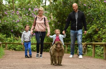 Walking with Monkeys at Monkey Forest
